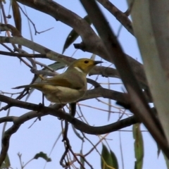 Ptilotula penicillata (White-plumed Honeyeater) at Kambah, ACT - 7 Jun 2021 by RodDeb