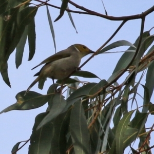 Ptilotula penicillata at Kambah, ACT - 7 Jun 2021