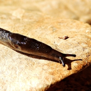 Deroceras laeve at Crooked Corner, NSW - 7 Jun 2021