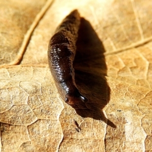 Deroceras laeve at Crooked Corner, NSW - 7 Jun 2021