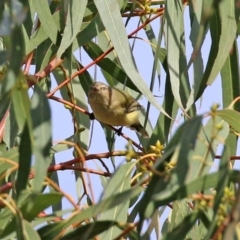 Smicrornis brevirostris (Weebill) at Kambah, ACT - 7 Jun 2021 by RodDeb