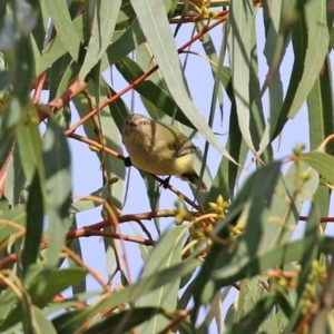 Smicrornis brevirostris at Kambah, ACT - 7 Jun 2021