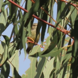 Smicrornis brevirostris at Kambah, ACT - 7 Jun 2021