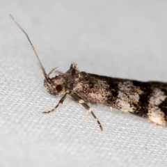 Barea zygophora (Concealer Moth) at Melba, ACT - 27 Oct 2020 by Bron