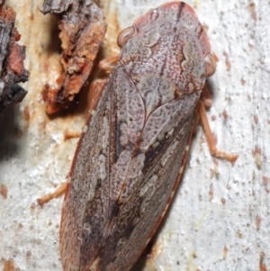 Stenocotis depressa at Acton, ACT - 4 Jun 2021 12:20 PM