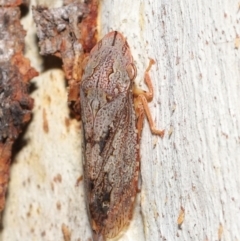 Stenocotis depressa at Acton, ACT - 4 Jun 2021 12:20 PM