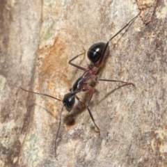 Camponotus intrepidus (Flumed Sugar Ant) at ANBG - 25 May 2021 by TimL