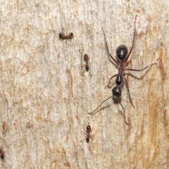 Camponotus intrepidus at Downer, ACT - 25 May 2021 11:07 AM