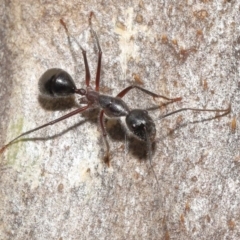 Camponotus intrepidus at Downer, ACT - 25 May 2021