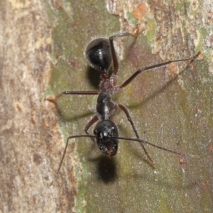 Camponotus intrepidus at Downer, ACT - 25 May 2021