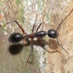 Camponotus intrepidus at Downer, ACT - 25 May 2021 11:07 AM