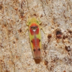 Kahaono wallacei (Leafhopper) at Downer, ACT - 4 Jun 2021 by TimL