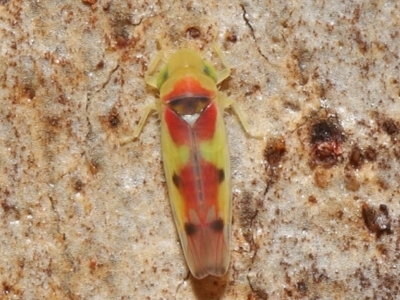 Kahaono wallacei (Leafhopper) at Downer, ACT - 4 Jun 2021 by TimL