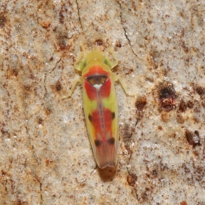 Kahaono wallacei (Leafhopper) at ANBG - 4 Jun 2021 by TimL