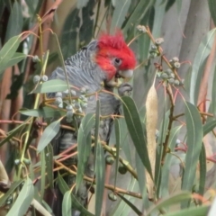 Callocephalon fimbriatum (Gang-gang Cockatoo) at Hackett, ACT - 7 Jun 2021 by Christine