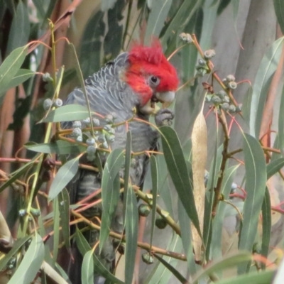 Callocephalon fimbriatum (Gang-gang Cockatoo) at Hackett, ACT - 7 Jun 2021 by Christine