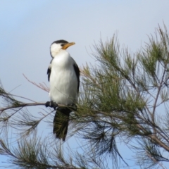 Microcarbo melanoleucos (Little Pied Cormorant) at Bruce Ponds - 7 Jun 2021 by Christine
