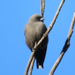 Artamus cyanopterus at Fyshwick, ACT - 4 Jun 2021