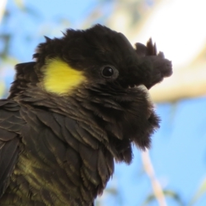 Zanda funerea at Fyshwick, ACT - 4 Jun 2021 03:19 PM