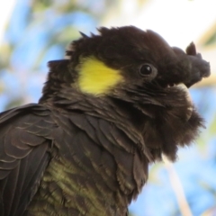 Zanda funerea at Fyshwick, ACT - 4 Jun 2021