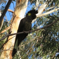 Zanda funerea at Fyshwick, ACT - 4 Jun 2021