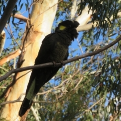 Zanda funerea at Fyshwick, ACT - 4 Jun 2021 03:19 PM