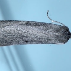 Paralaea ochrosoma (Fuscous Crest-moth) at Ainslie, ACT - 20 May 2021 by jb2602