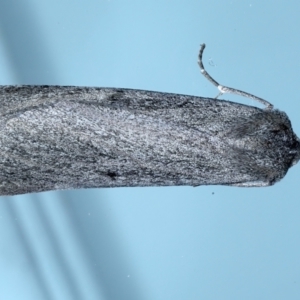 Paralaea ochrosoma at Ainslie, ACT - 20 May 2021