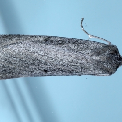 Paralaea ochrosoma (Fuscous Crest-moth) at Ainslie, ACT - 20 May 2021 by jbromilow50