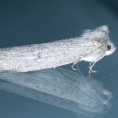 Paralaea ochrosoma at Ainslie, ACT - 20 May 2021