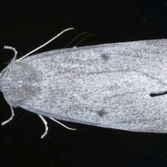 Paralaea ochrosoma at Ainslie, ACT - 21 May 2021