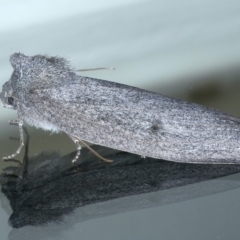 Paralaea ochrosoma at Ainslie, ACT - 21 May 2021