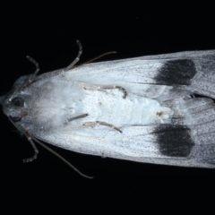 Paralaea ochrosoma at Ainslie, ACT - 21 May 2021