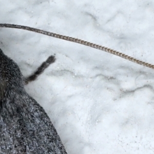 Paralaea ochrosoma at Ainslie, ACT - 21 May 2021