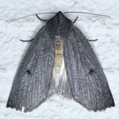 Paralaea ochrosoma at Ainslie, ACT - 21 May 2021