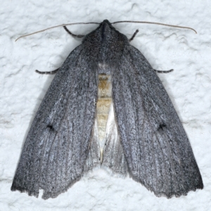 Paralaea ochrosoma at Ainslie, ACT - 21 May 2021