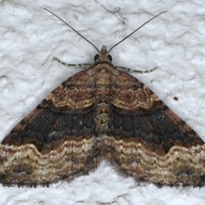 Epyaxa subidaria at Ainslie, ACT - 21 May 2021