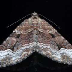 Epyaxa subidaria (Subidaria Moth) at Ainslie, ACT - 24 May 2021 by jbromilow50