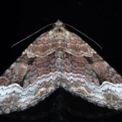 Epyaxa subidaria (Subidaria Moth) at Ainslie, ACT - 24 May 2021 by jb2602