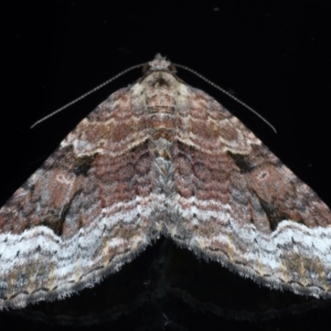 Epyaxa subidaria at Ainslie, ACT - 24 May 2021