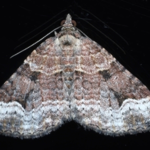 Epyaxa subidaria at Ainslie, ACT - 24 May 2021 10:57 PM