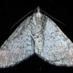 Epyaxa subidaria at Ainslie, ACT - 24 May 2021