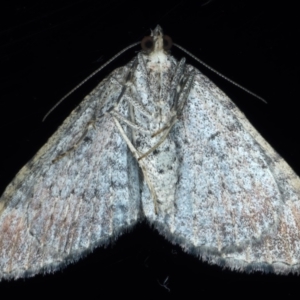 Epyaxa subidaria at Ainslie, ACT - 24 May 2021 10:57 PM