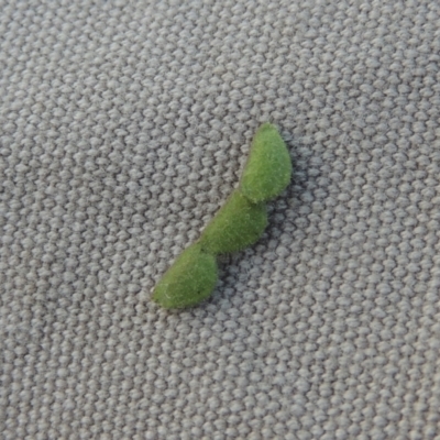 Grona varians (Slender Tick-Trefoil) at Conder, ACT - 30 Mar 2021 by MichaelBedingfield