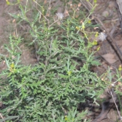 Senecio bathurstianus (Rough Fireweed) at Conder, ACT - 30 Mar 2021 by MichaelBedingfield