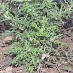 Senecio bathurstianus at Conder, ACT - 30 Mar 2021 07:53 PM