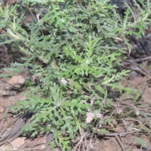 Senecio bathurstianus at Conder, ACT - 30 Mar 2021