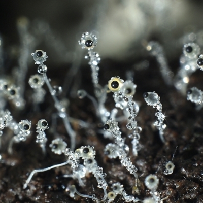 Pilobolus crystallinus at Bruce Ridge to Gossan Hill - 5 Jun 2021 by Heino1