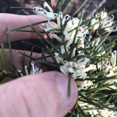 Hakea decurrens (Bushy Needlewood) at Downer, ACT - 30 May 2021 by Tapirlord