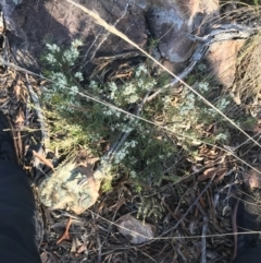 Hakea decurrens at Downer, ACT - 31 May 2021